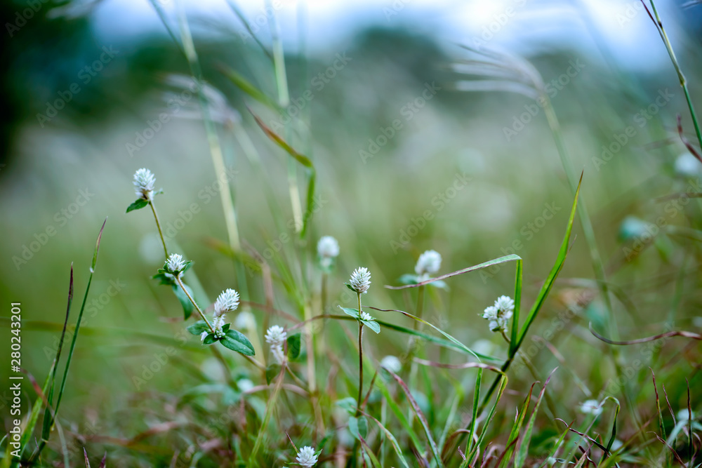 Close up grass flower on mountain in sunny day.