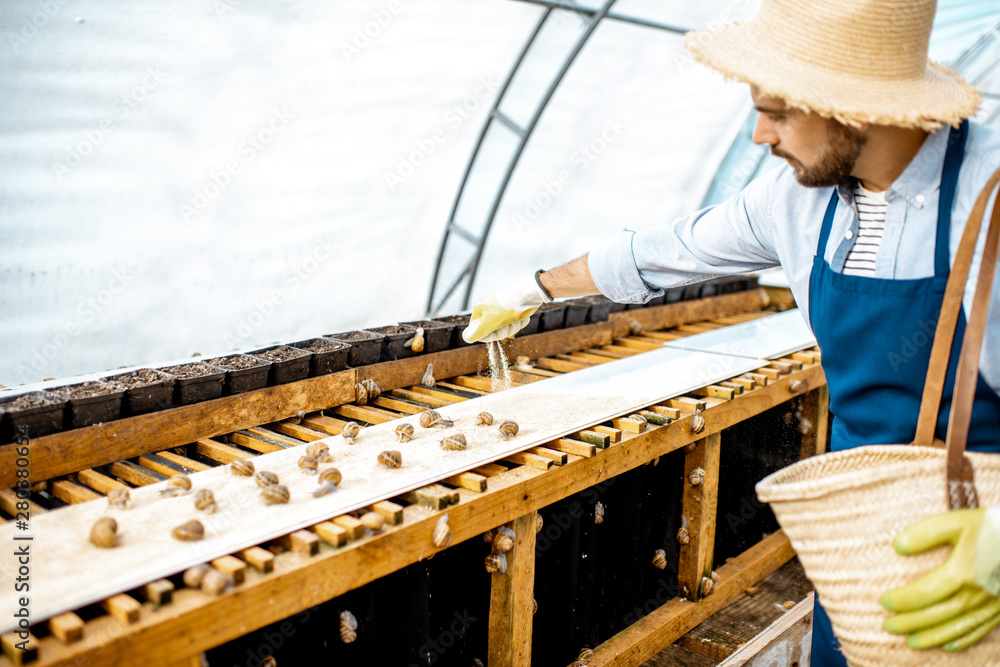 Handsome worker feeding snails, powdering food on the special shelves in the hothouse of the farm. C