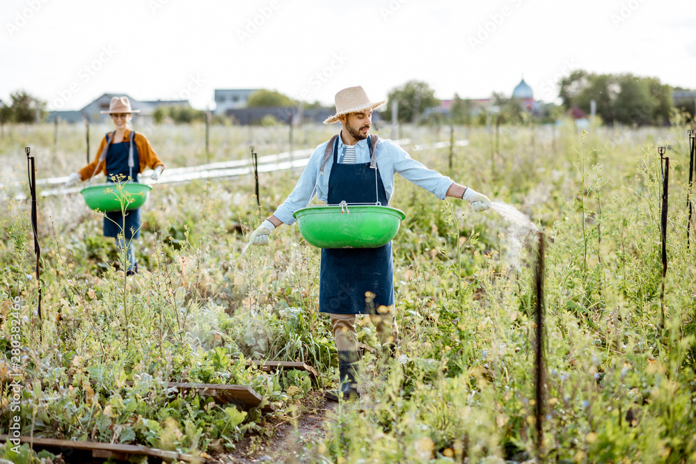 Two well-dressed farmers feeding snails, walking on the field with green buskets and powdering feed.