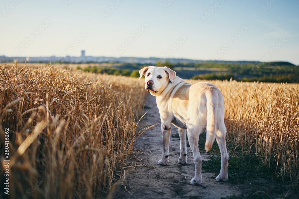 Dog in heat summer day