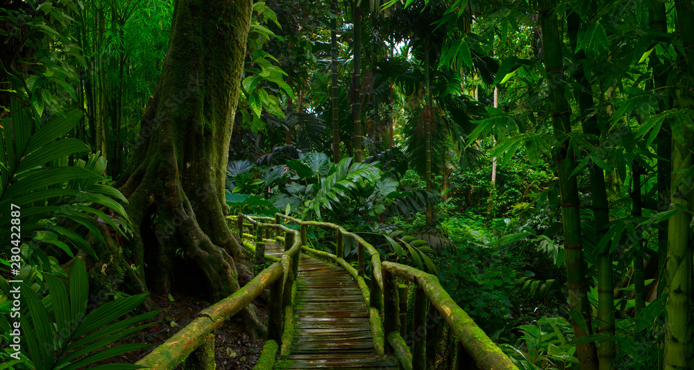 Southeast Asian rainforest with deep jungle