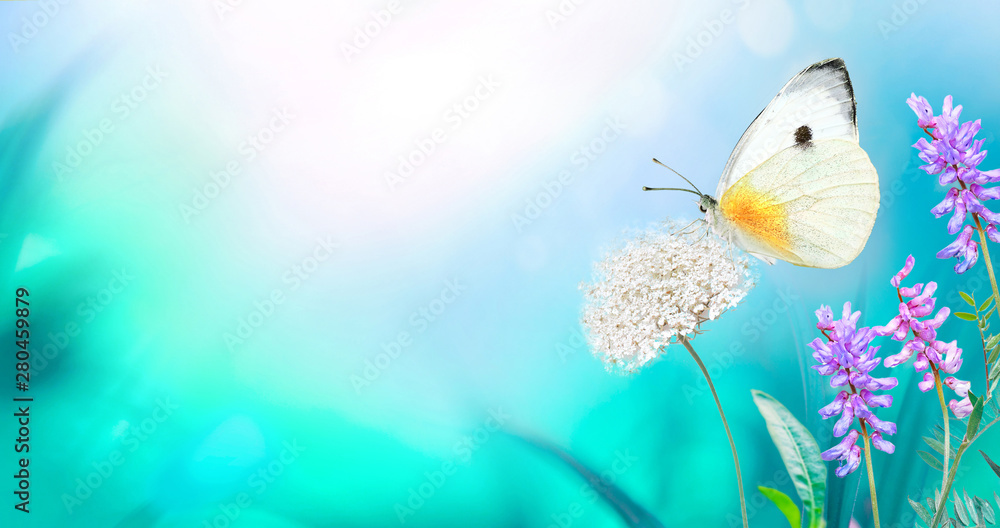 White butterfly close-up macro on wild meadow fluffy flower in spring summer on a beautiful soft blu