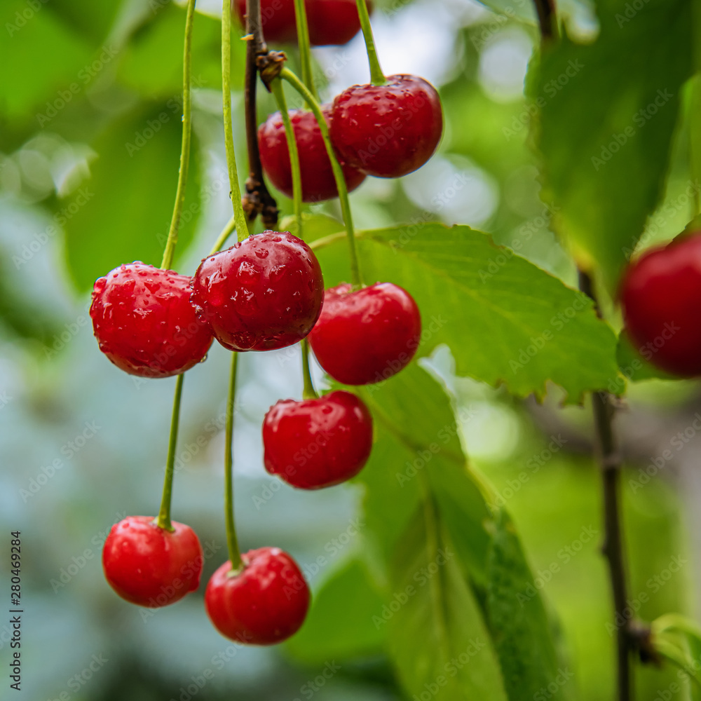 Square image of fresh wet bright red cherries