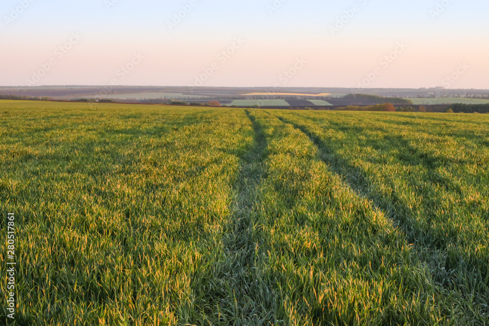 Young green wheat on spring morning