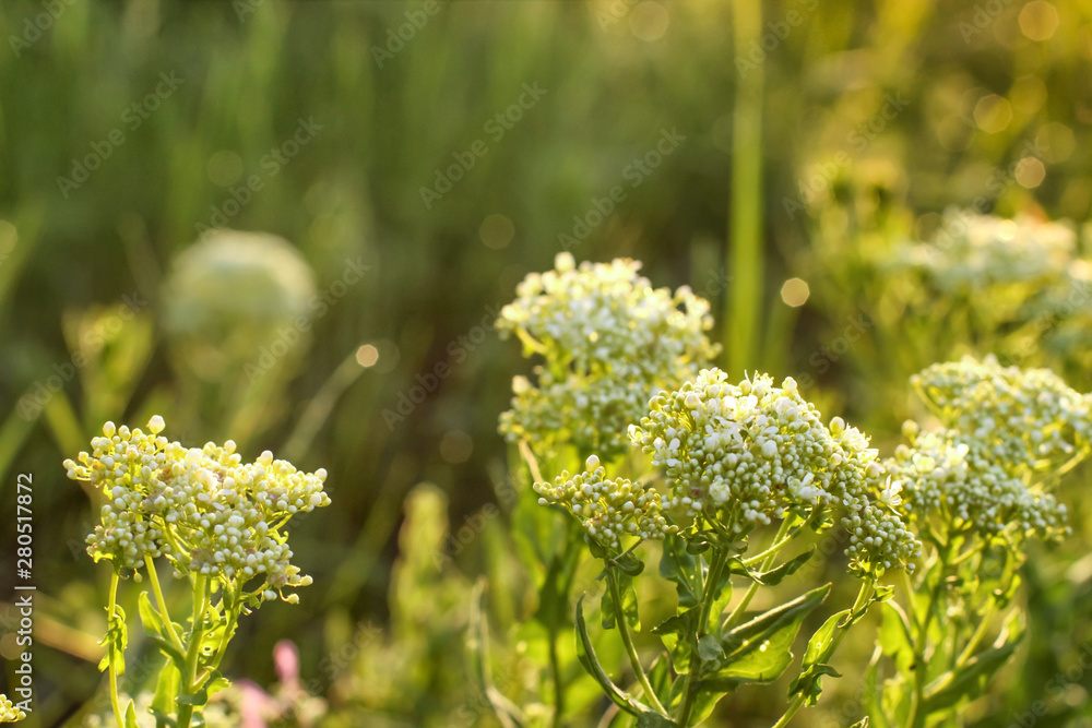 Spring meadow with wild flowers