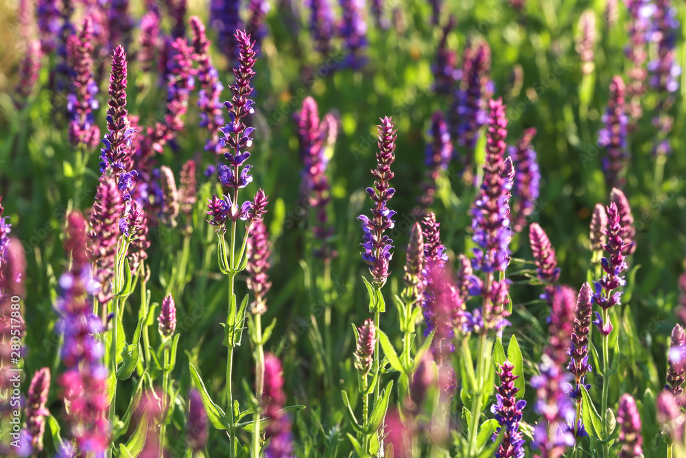 Beautiful sage flowers on spring day