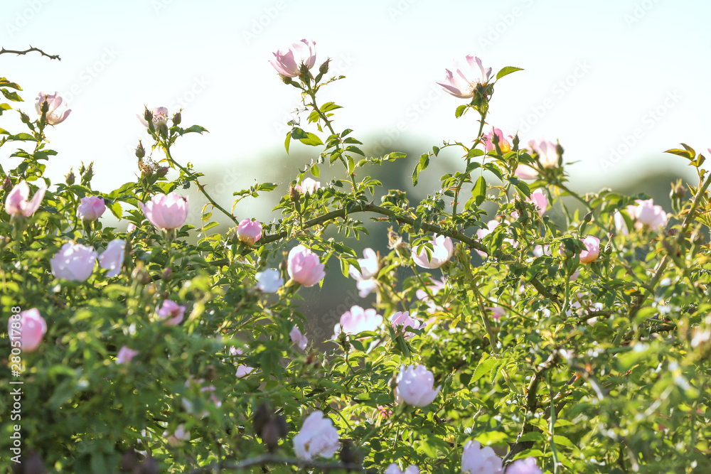 Beautiful flowers on bush outdoors