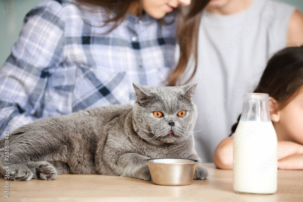 Cute cat lying on table in kitchen