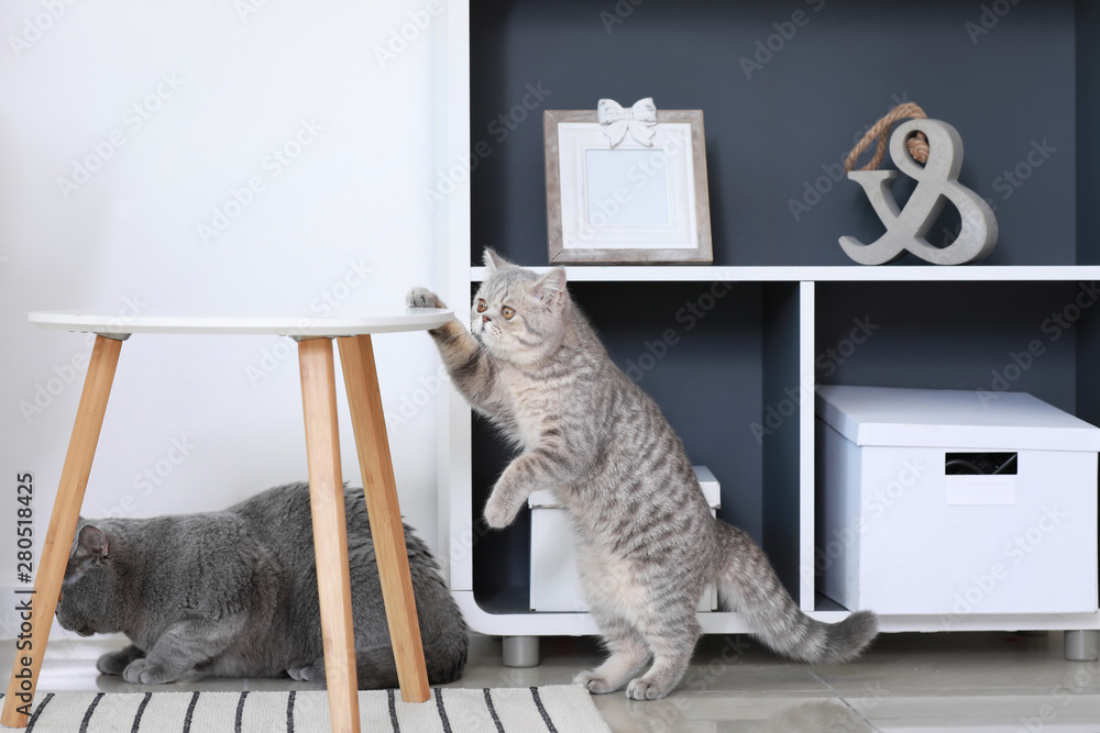 Curious cute cats at home