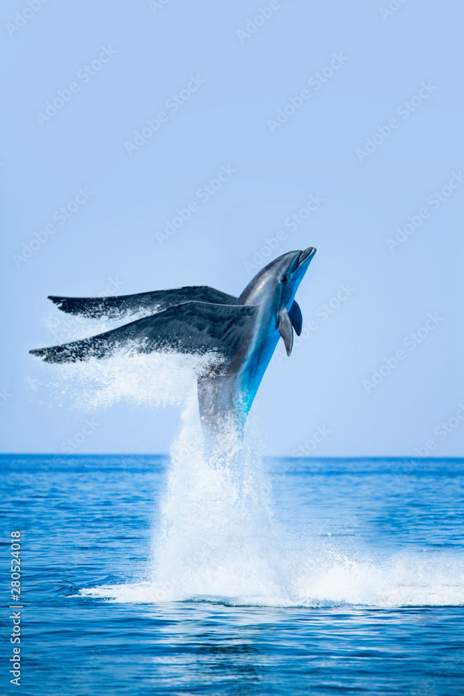 Flying dolphin jumping on the water - Beautiful seascape and blue sky