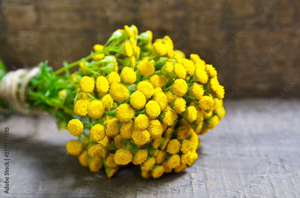 Tansy yellow flowers on old wooden background.A bouquet of Tanacetum vulgare.Herbal medicine concept