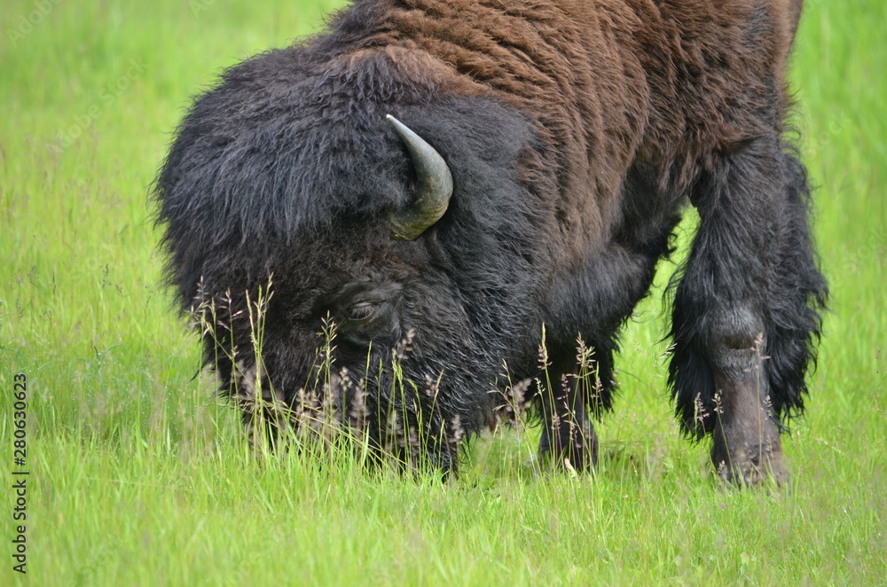 Wild Prairie Bison in a meadow