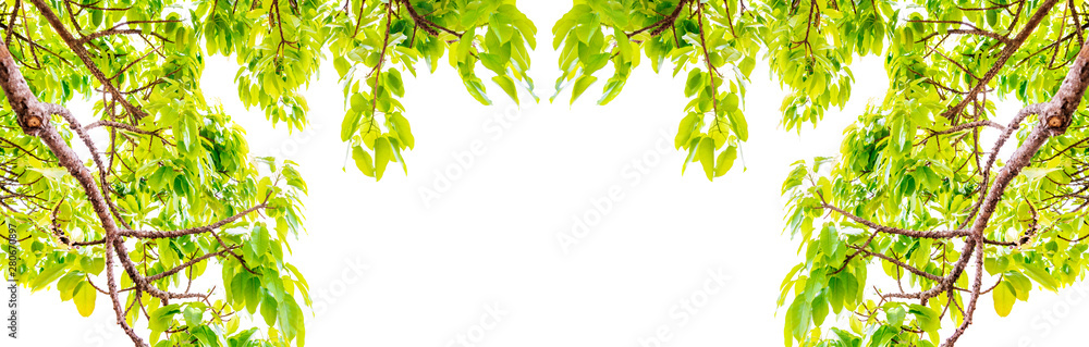 Fresh Leaves Trees branches frame beautiful green leaves isolated on white background image for summ