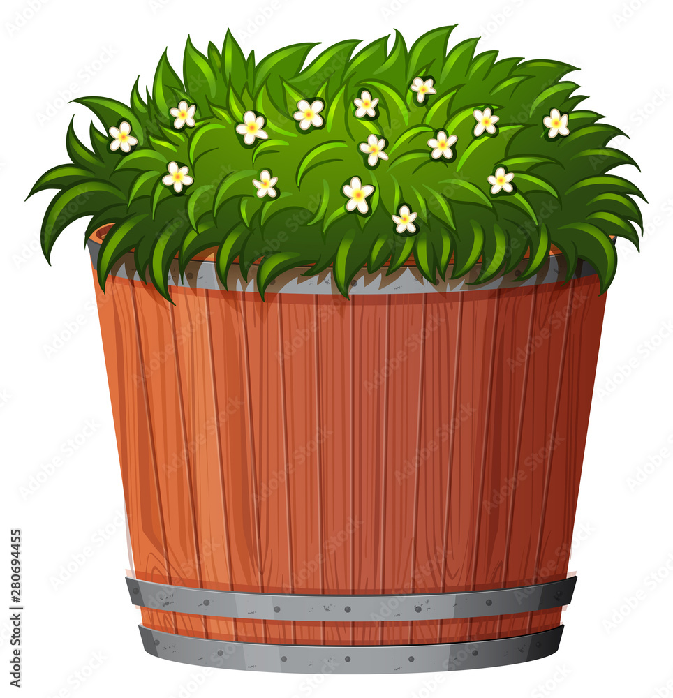 Pot plant with green leaves on an isolated white background