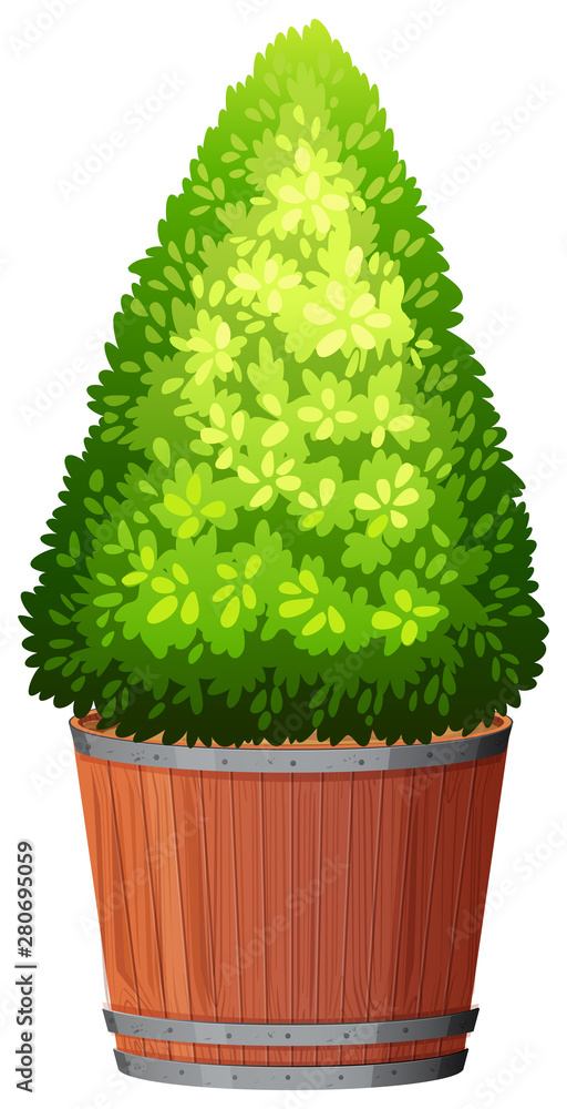 Plant in pot with soil isolated