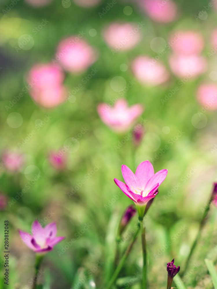 Abstract pink flower natural background.