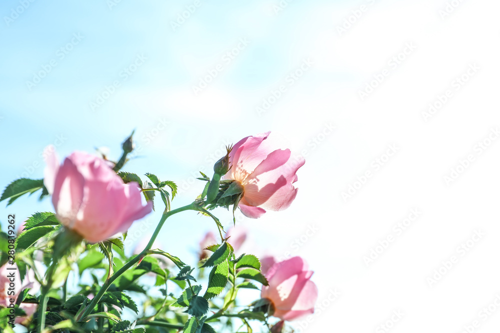 Beautiful flowers on sky background