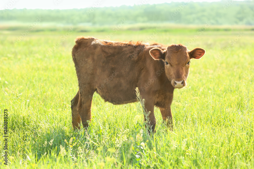 Cute calf on green meadow