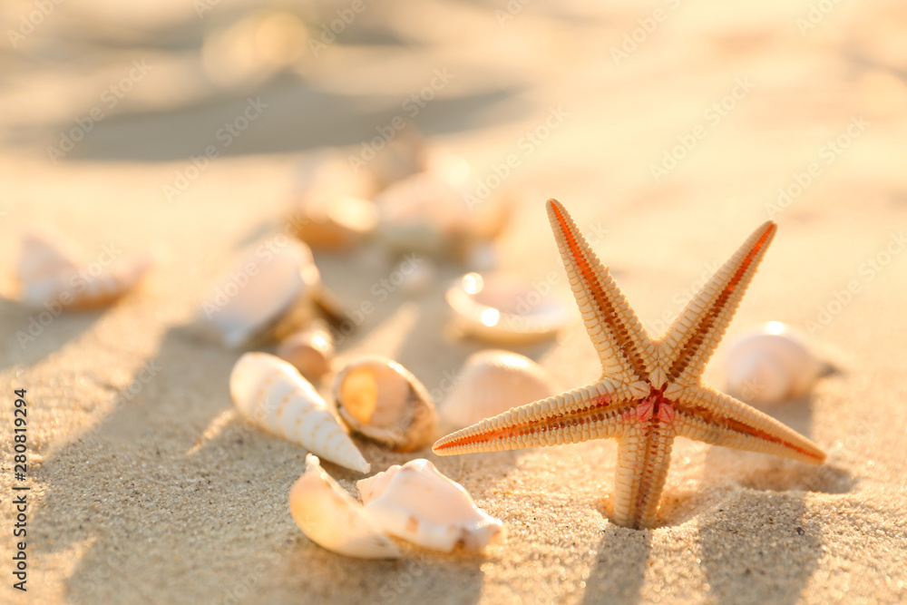 Beautiful starfish with seashells on beach sand