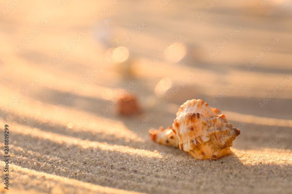 海滩沙滩上美丽的贝壳，特写