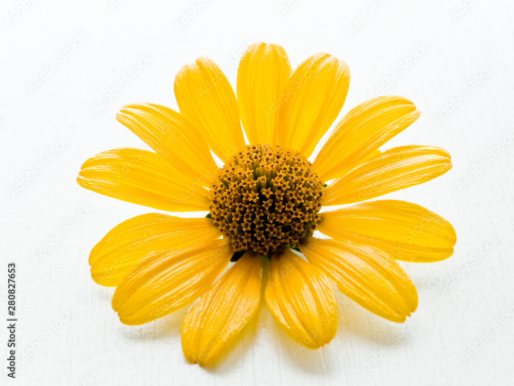 白色的Rudbeckia