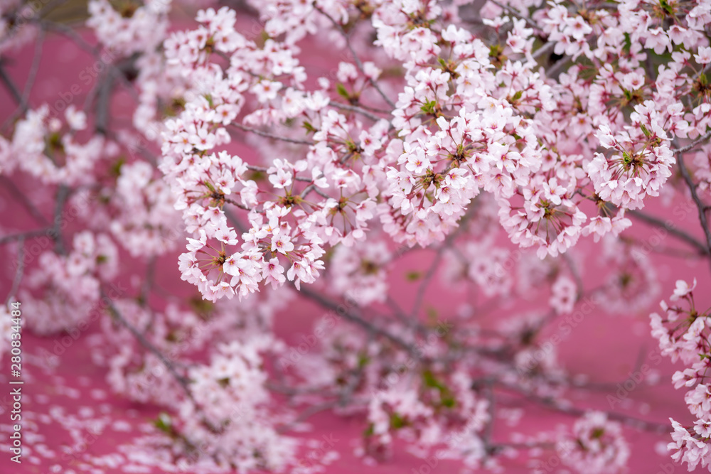 桜の花　春イメージ