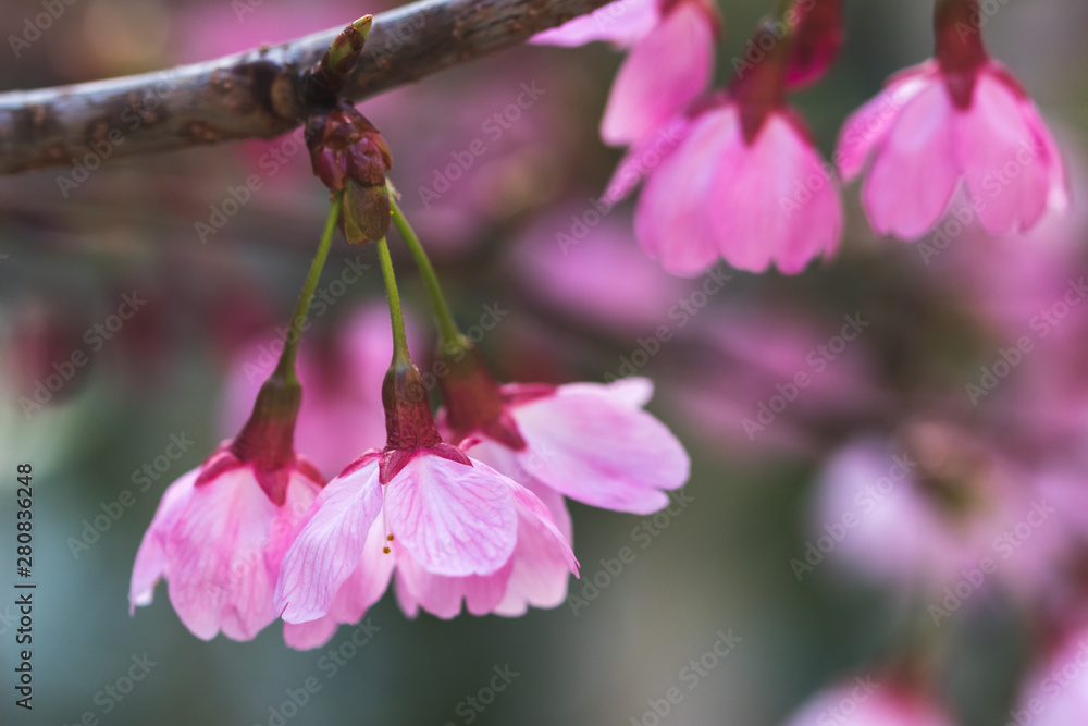 桜の花　春イメージ