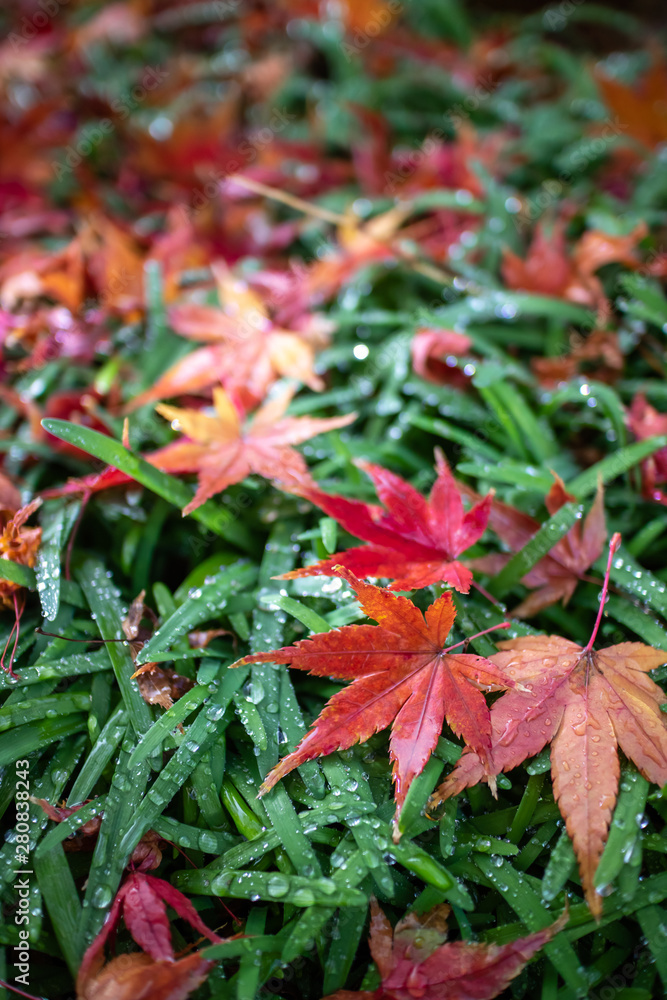 紅葉　秋イメージ