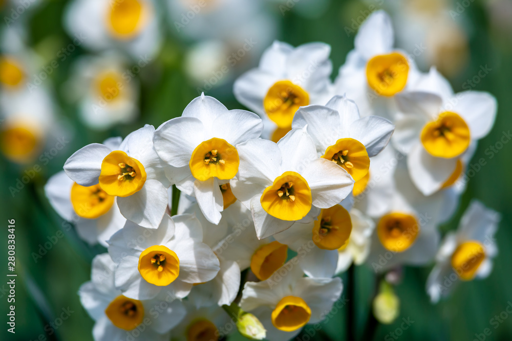 水仙の花　初春イメージ