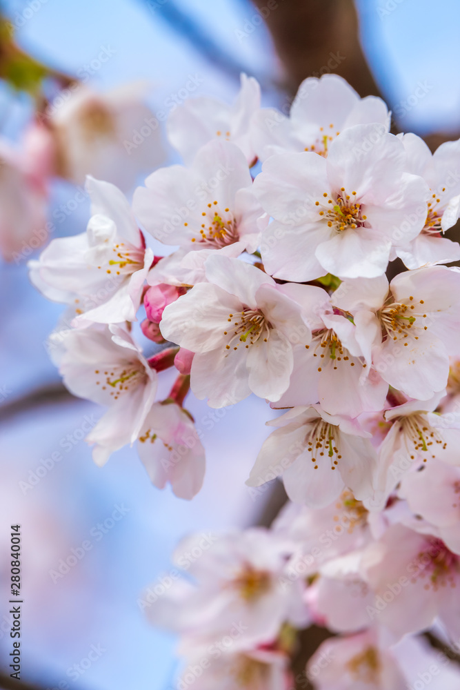 桜の花　春イメージ