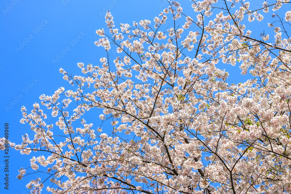 桜の花　春イメージ