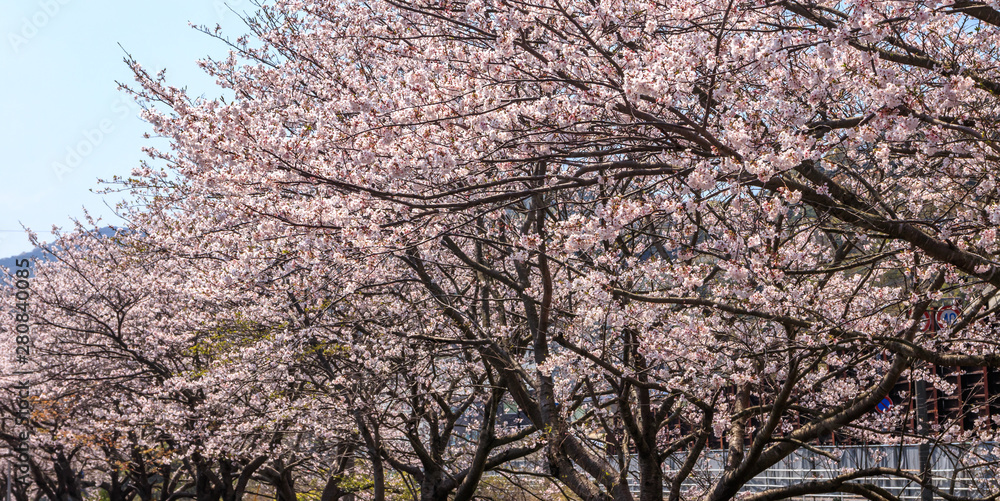 桜の花　春イメージ