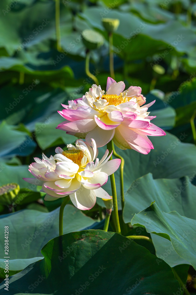 ハスの花