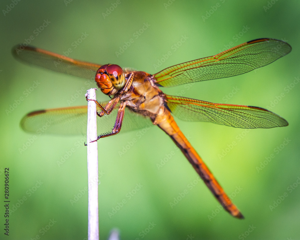 Needhams Skimmer on a dry stalk!