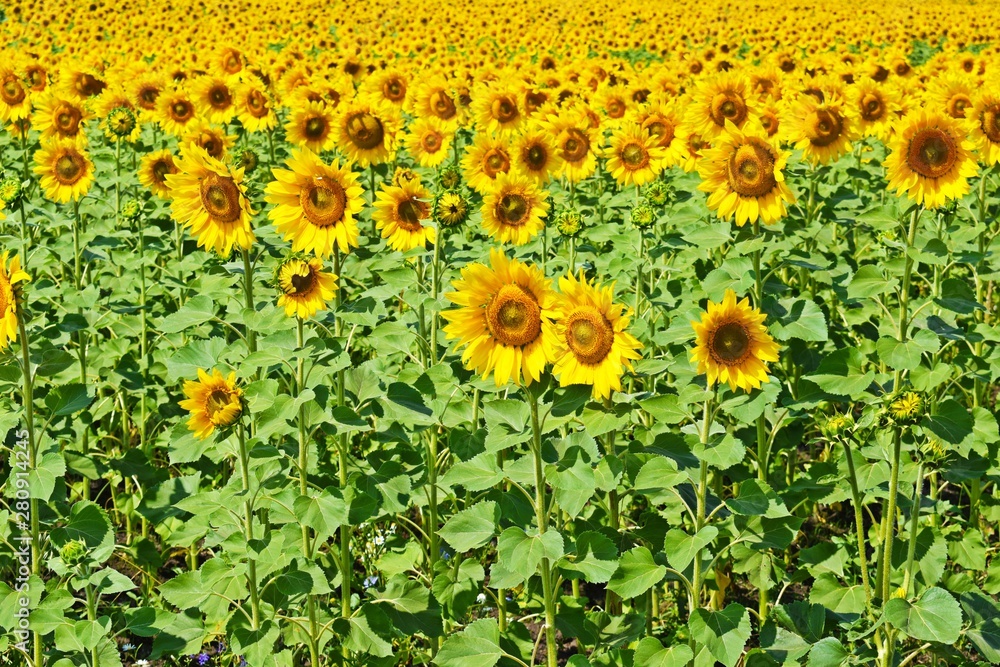 美丽明亮的向日葵。在阳光明媚的夏日。