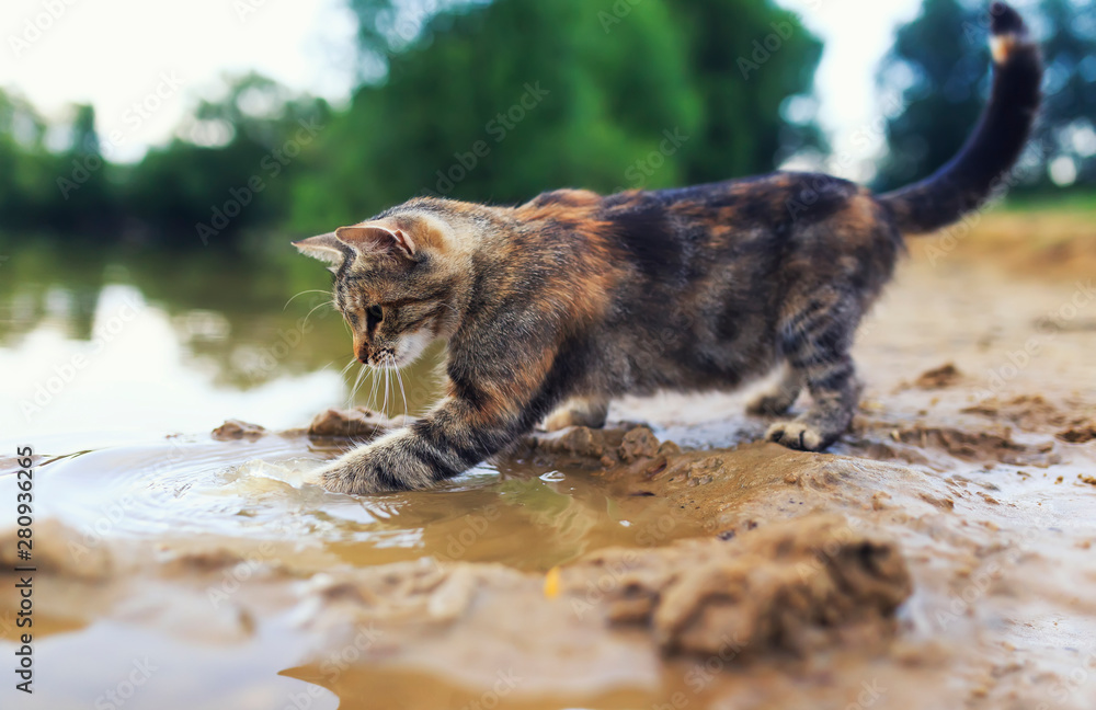 条纹猫看着水面，在村里的池塘里灵巧地抓住了一只鱼爪。