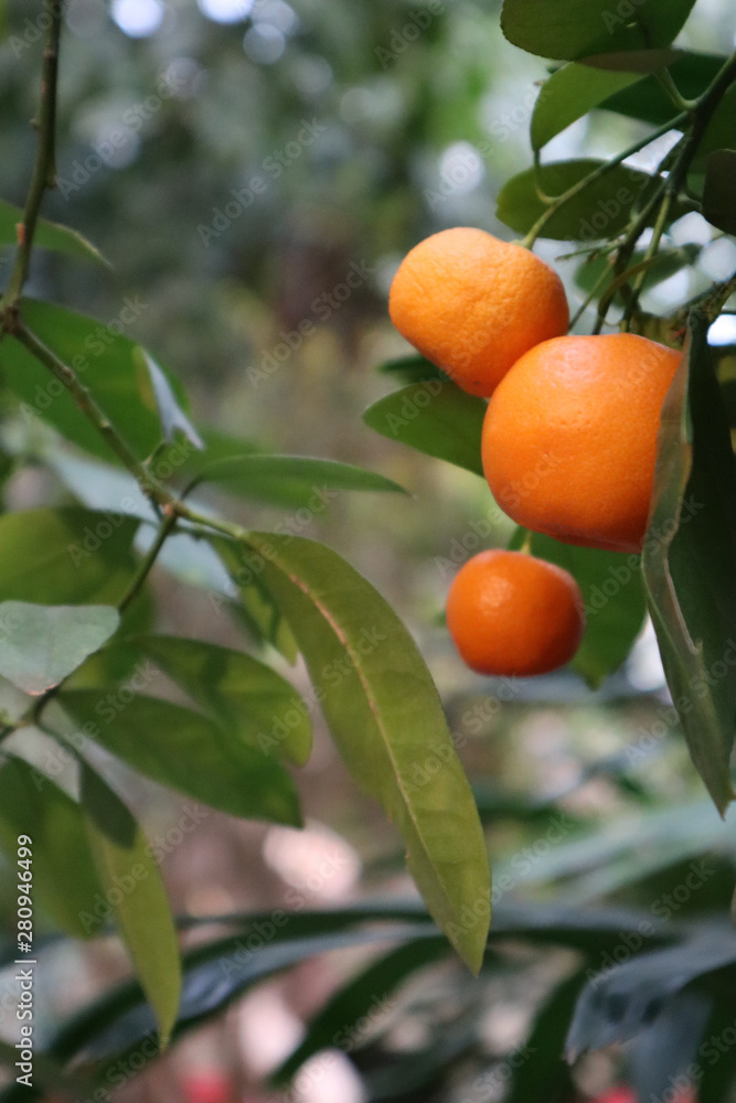 野生植物