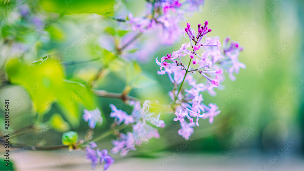 A lilac blooms in spring