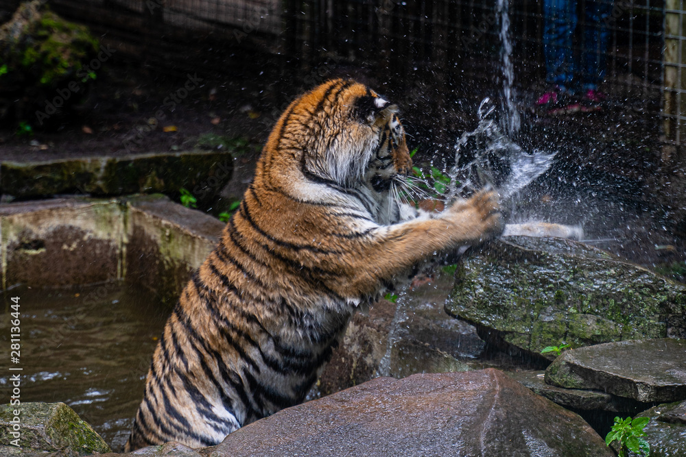 Tiger playing with water from a hose in the park.