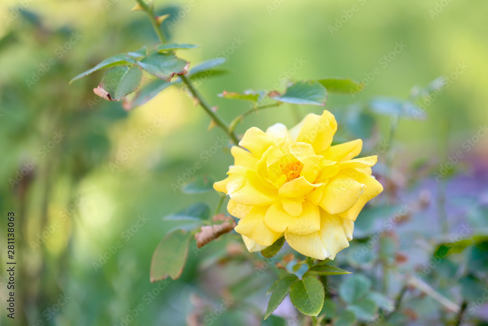 Beautiful blooming rose in garden