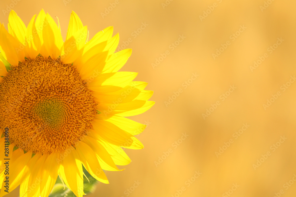 Beautiful sunflower outdoors on sunny day, closeup