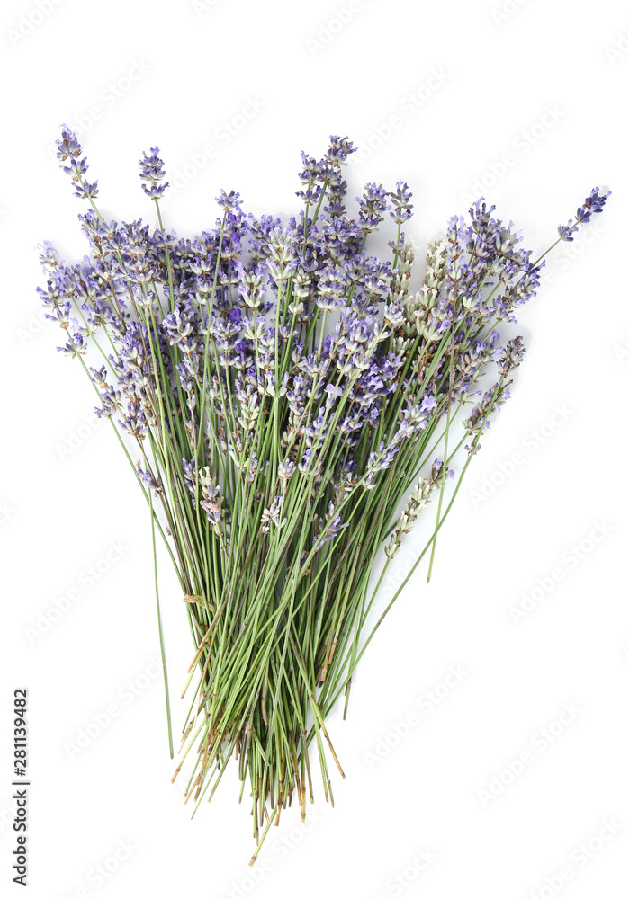 Beautiful lavender flowers on white background