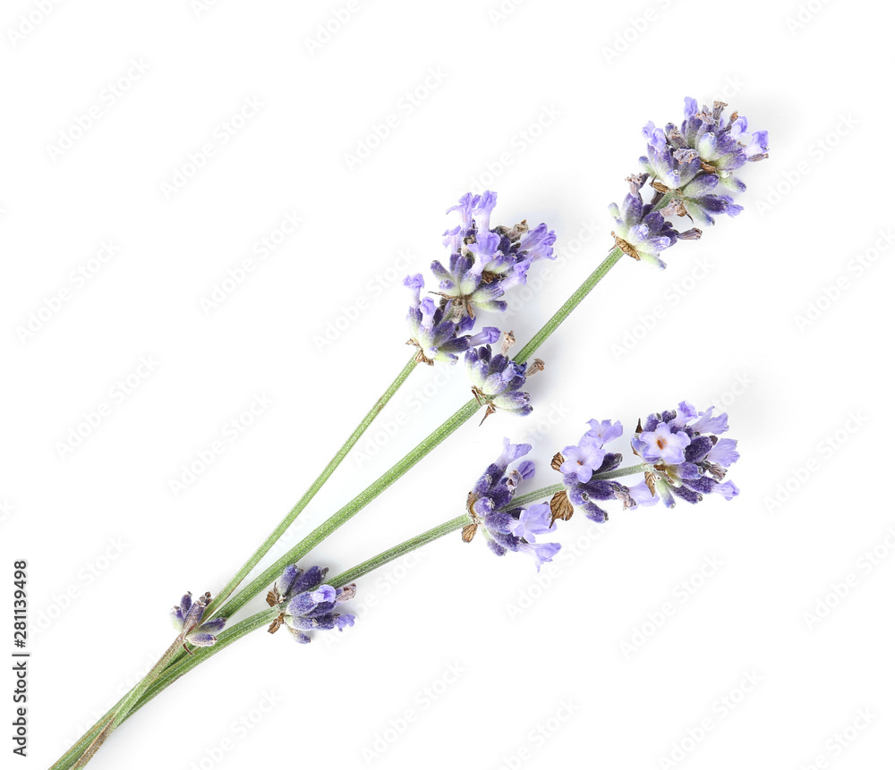 Beautiful lavender flowers on white background