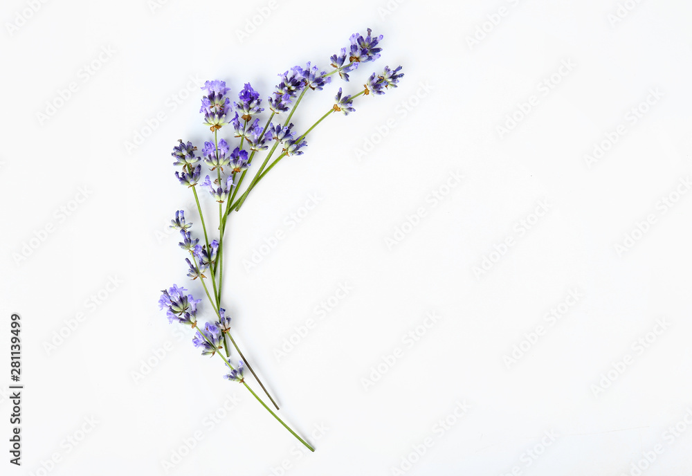 Beautiful lavender flowers on white background