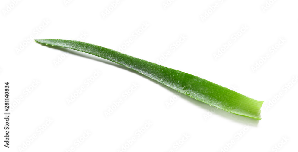 Fresh leaf of aloe plant on white background