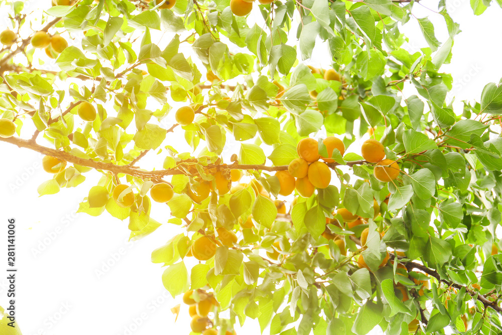 Branches with ripe apricots on summer day