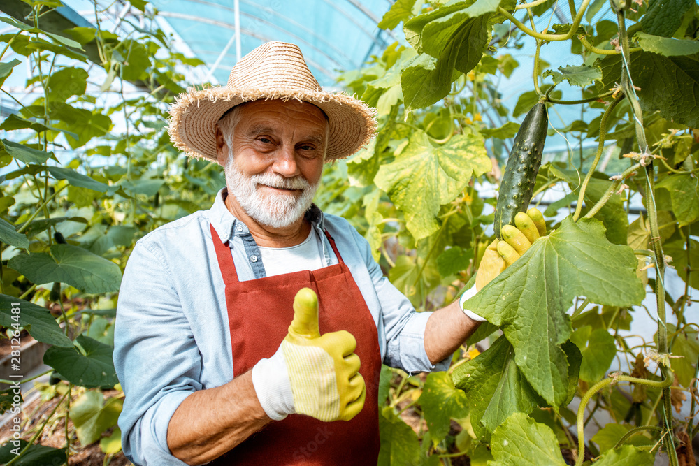 Portrait of a happy senior man growing cucumbers in the hothouse on a small agricultural farm. Conce