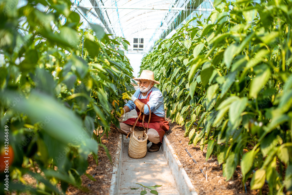 Senior man harvesting sweet peppers in the hothouse of a small agricultural farm. Concept of a small