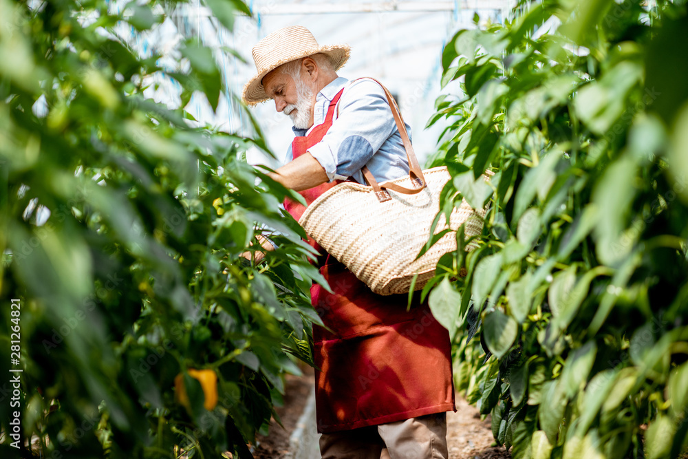 Senior man harvesting sweet peppers in the hothouse of a small agricultural farm. Concept of a small