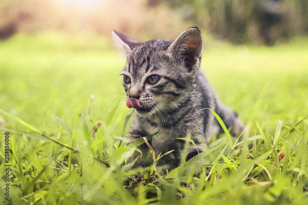 可爱的猫在绿草上玩耍